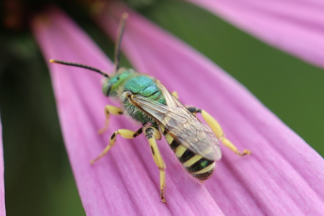 Texas Striped Sweat Bee Native Here Nursery