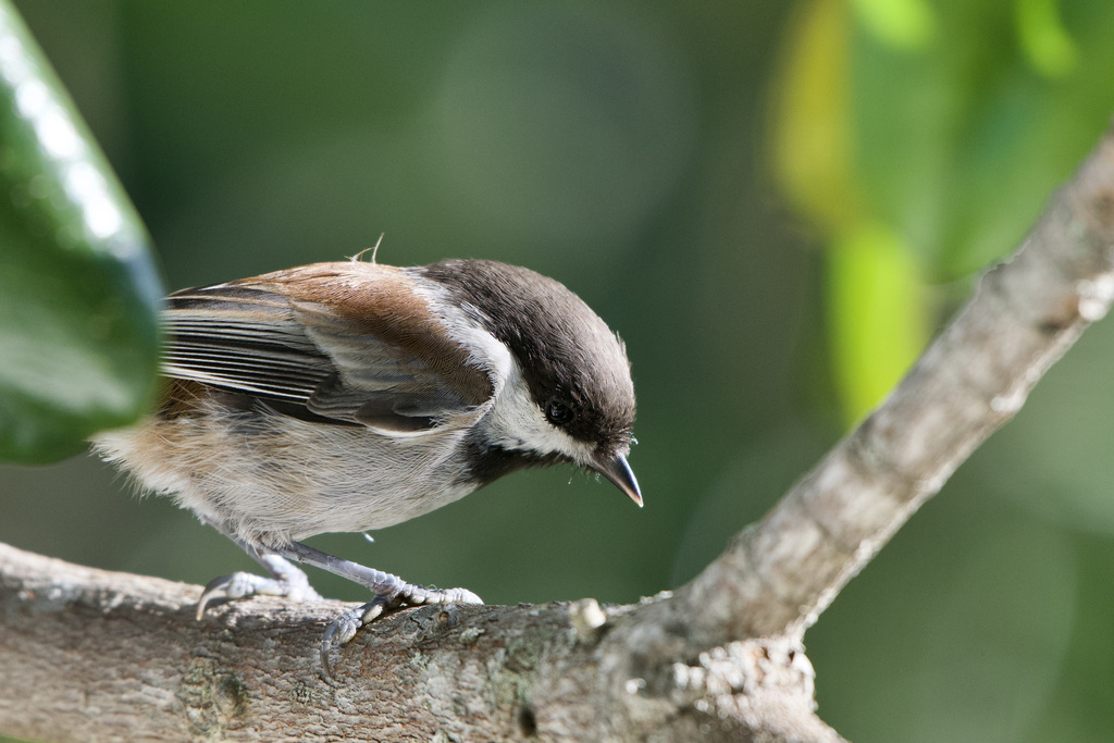 Chestnut-backed Chickadee - Native Here Nursery