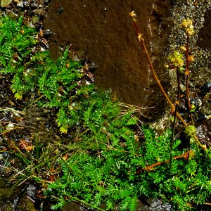 Acaena pinnatifida var. californica