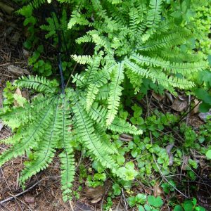 Adiantum aleuticum