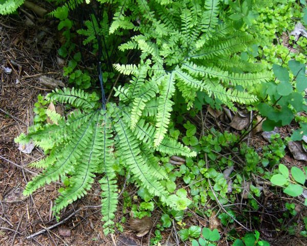 Adiantum aleuticum