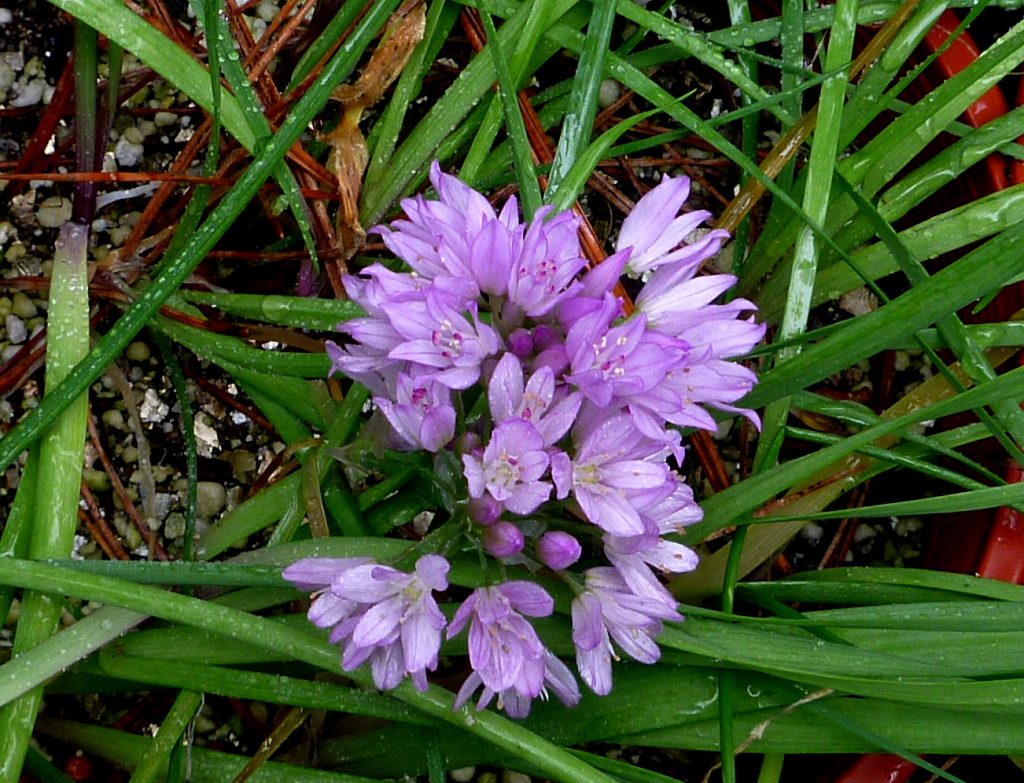 Allium unifolium (One Leaf Onion) - Native Here Nursery