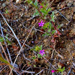 Allophyllum divaricatum
