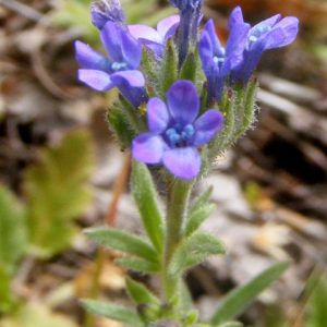 Allophyllum gilioides subsp. Gilioides