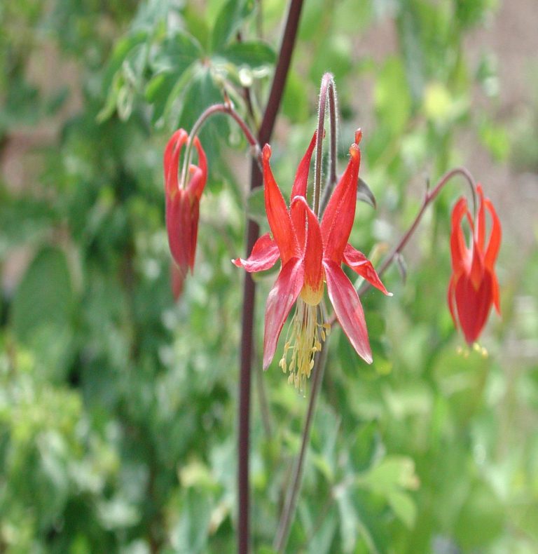 Aquilegia formosa (Columbine) Native Here Nursery