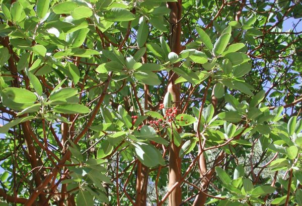 Arbutus menziesii (Pacific Madrone) - Native Here Nursery