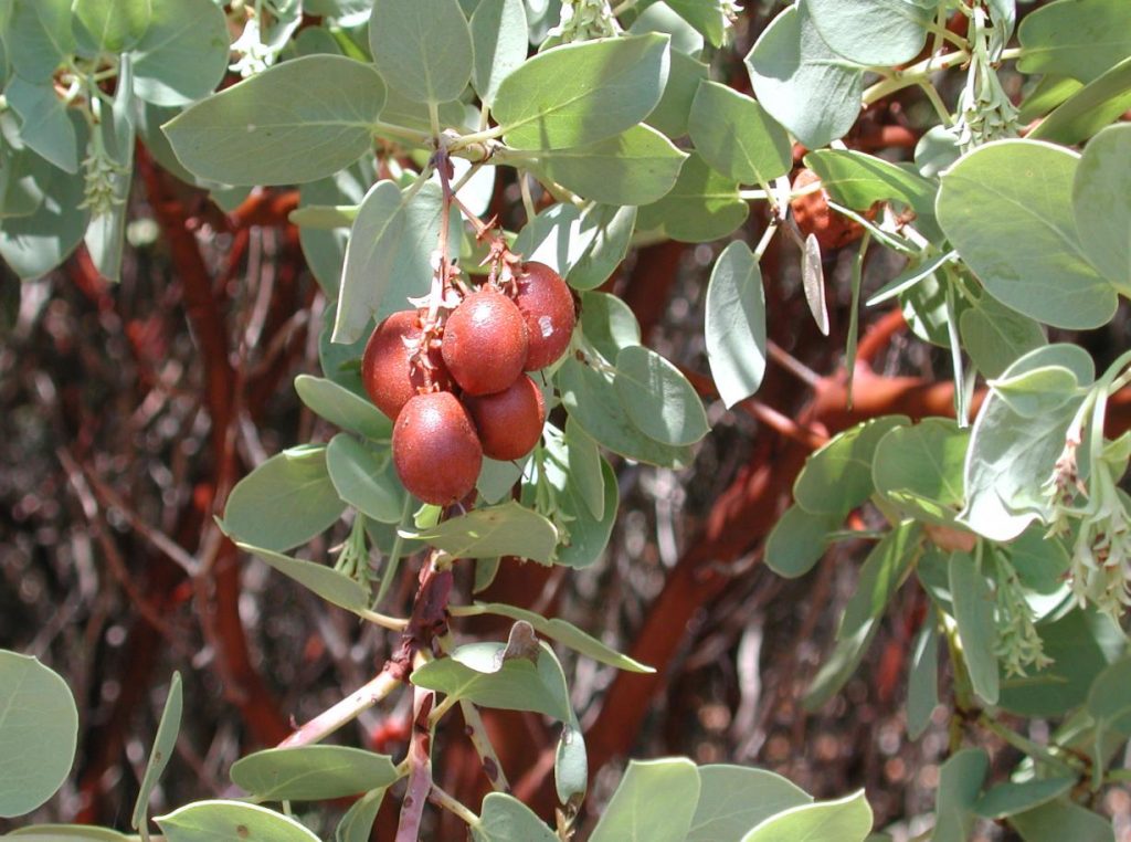 Arctostaphylos glauca (Bigberry Manzanita) Native Here Nursery