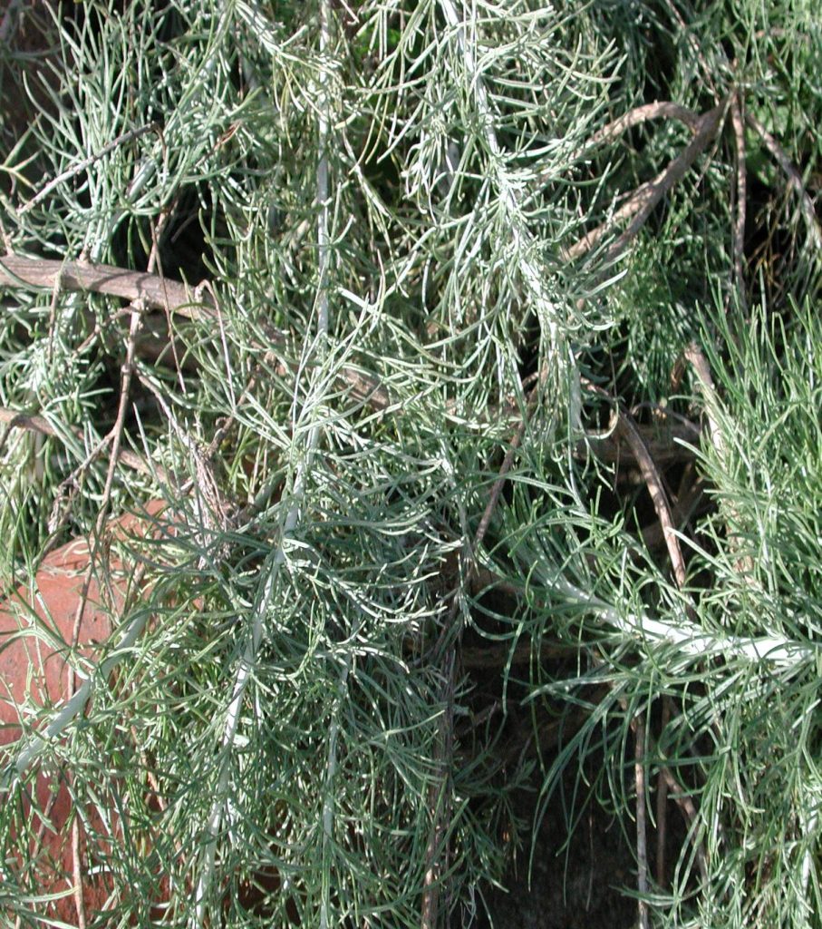 Artemisia Californica (California Sage) - Native Here Nursery