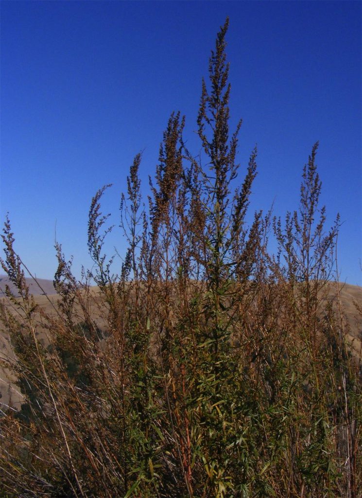 Artemisia dracunculus (Tarragon) Native Here Nursery