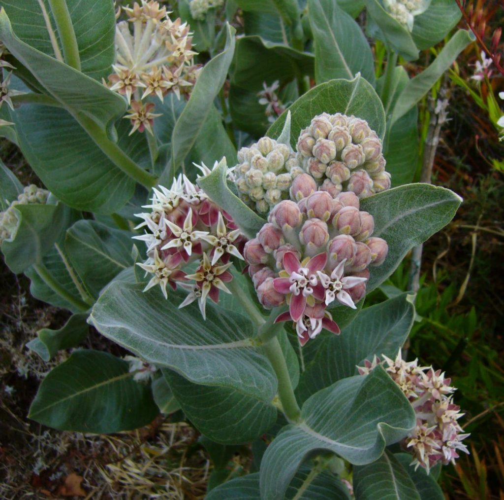 Native Milkweed Seeds For Sale
