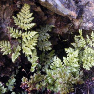 Aspidotis californica