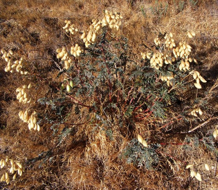 Astragalus asymmetricus (San Joaquin Milkvetch) Native Here Nursery