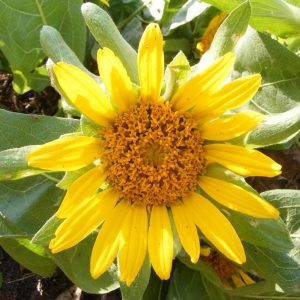 Balsamorhiza deltoidea