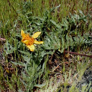 Balsamorhiza macrolepis