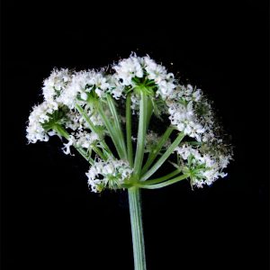 Berula erecta