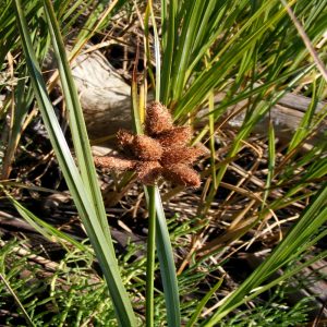 Bolboschoenus robustus