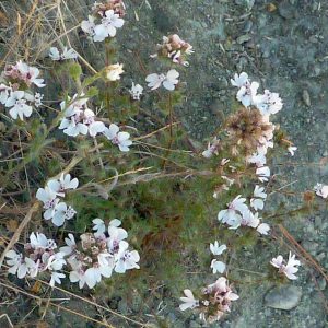Calycadenia multiglandulosa