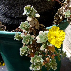 Camissoniopsis cheiranthifolia subsp. cheiranthifolia