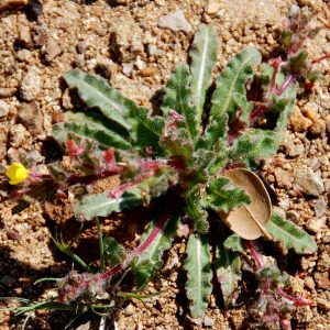 Camissoniopsis hirtella