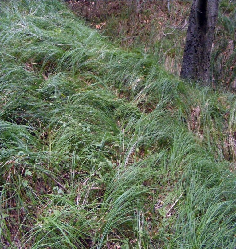 Carex barbarae (Santa Barbara Sedge) - Native Here Nursery