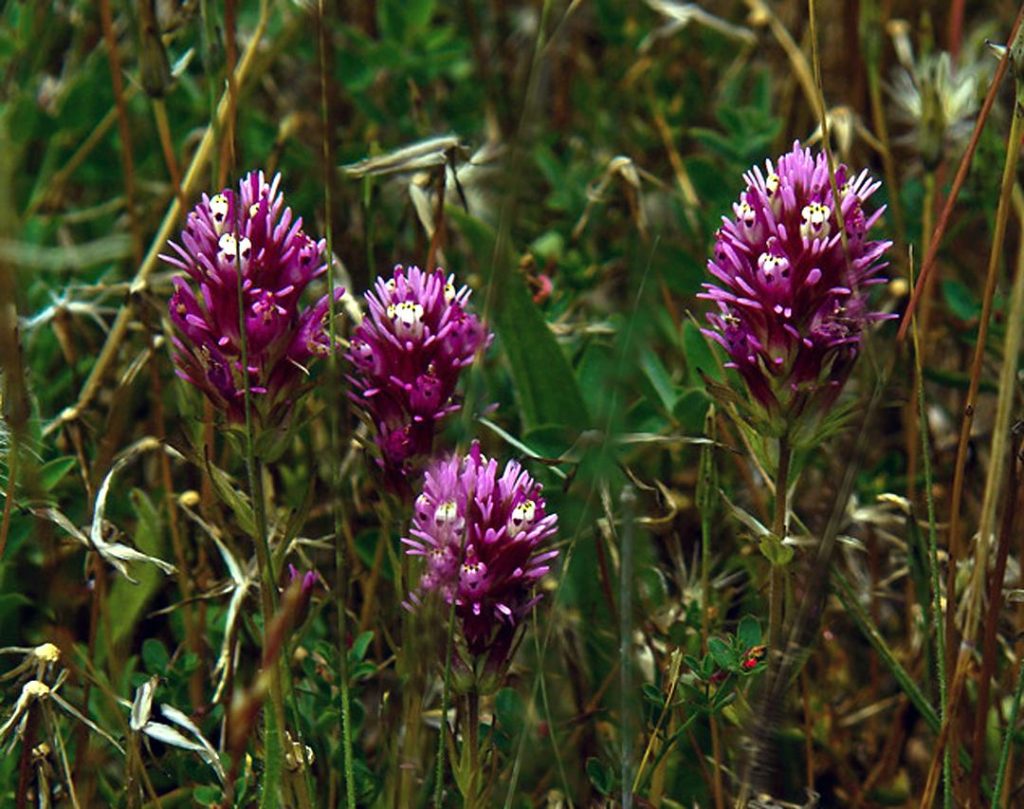 Castilleja densiflora subsp. densiflora (Owl'S-Clover) - Native Here ...