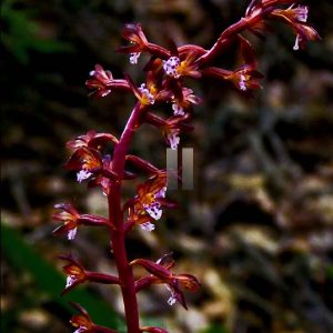 Corallorhiza maculata
