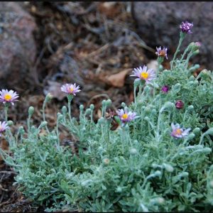 Corethrogyne filaginifolia