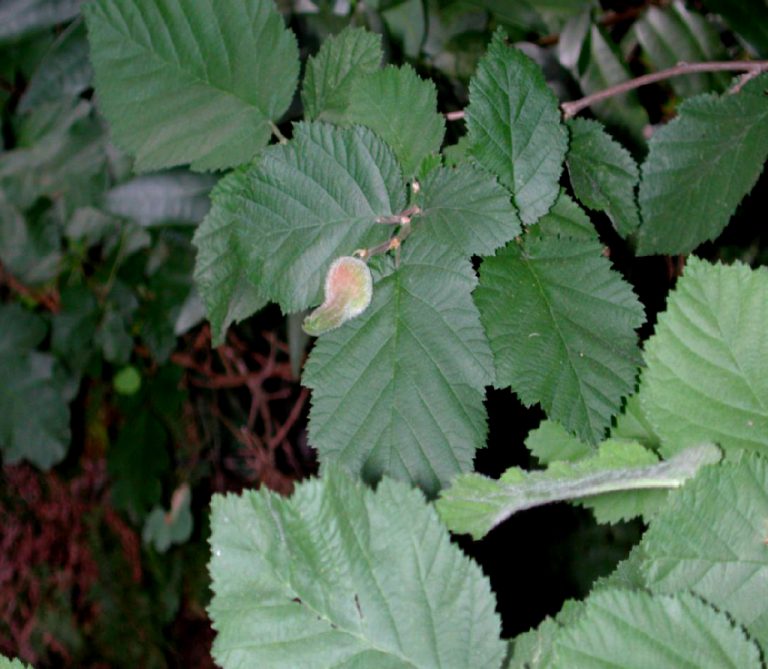 Corylus cornuta subsp. californica (California Hazelnut) Native Here