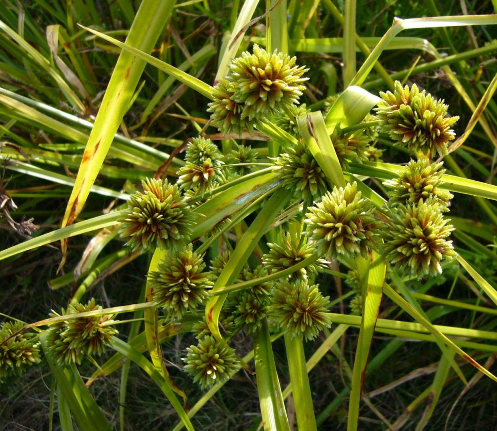 Cyperus eragrostis (Nutsedge) Native Here Nursery