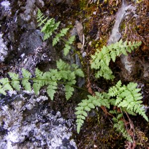 Cystopteris fragilis