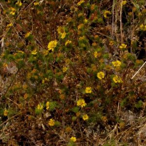 Deinandra corymbosa