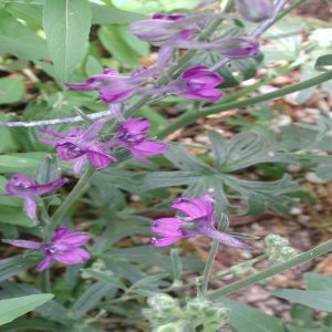 Delphinium decorum subsp. decorum