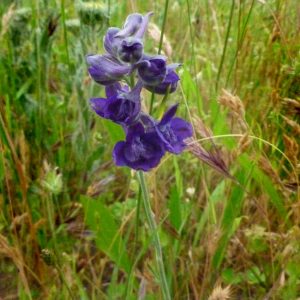 Delphinium hesperium subsp. hesperium