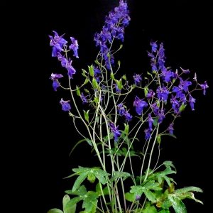 Delphinium patens subsp. patens