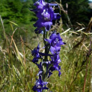 Delphinium variegatum subsp. variegatum