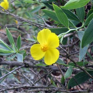 Dendromecon rigida