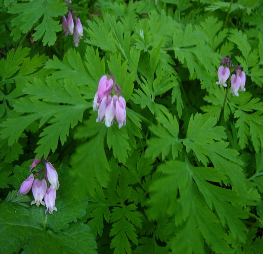 Dicentra formosa (Bleeding Heart) - Native Here Nursery