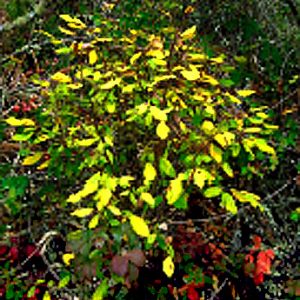 Dirca occidentalis