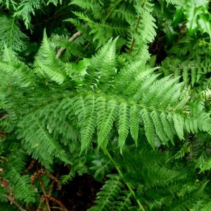 Dryopteris arguta