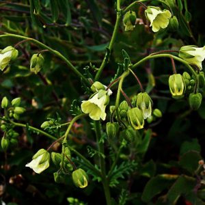 Emmenanthe penduliflora var. penduliflora