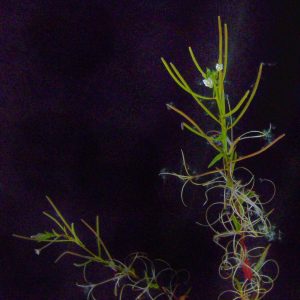 Epilobium ciliatum subsp. ciliatum