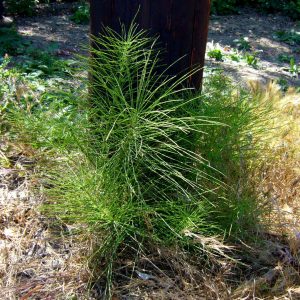 Equisetum arvense