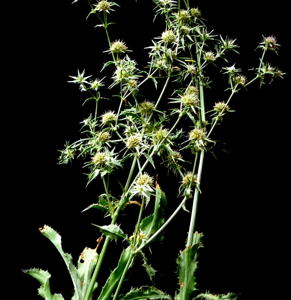 Eryngium jepsonii (CoyoteThistle) Native Here Nursery