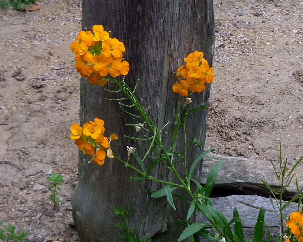 Erysimum capitatum (Western Wallflower) Native Here Nursery