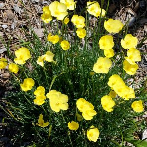 Eschscholzia caespitosa