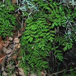 Eucrypta chrysanthemifolia var. chrysanthemifolia