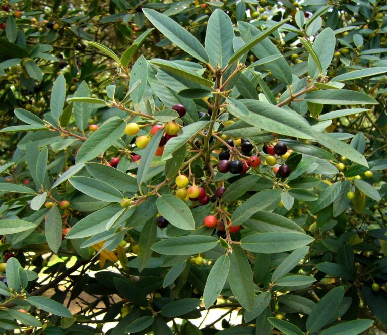 Frangula californica var. californica (California Coffeeberry) Native