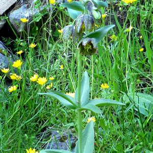 Fritillaria affinis