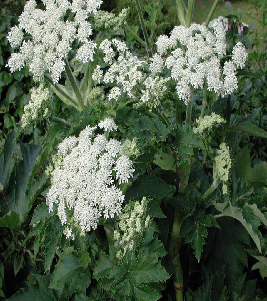 Heracleum maximum (Cow Parsnip) - Native Here Nursery