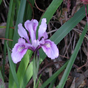 Iris douglasiana